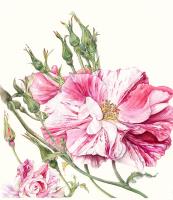 The King’s Rose